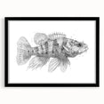 Black-framed wall art featuring a vibrant marine life fish design, showcasing colorful ocean fish and coral accents, ideal for home or office decor.