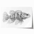 Vibrant marine life wall art collection showcasing a variety of colorful fish illustrations, rolled and ready for display, perfect for ocean-themed decor.