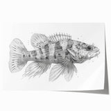 Vibrant marine life wall art collection showcasing a variety of colorful fish illustrations, rolled and ready for display, perfect for ocean-themed decor.
