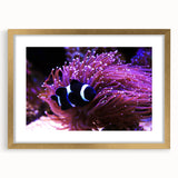 Elegant marine life wall art collection featuring a gold-framed design with intricate fish details, perfect for coastal-themed decor and enhancing interior aesthetics.