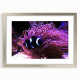 Framed wall art collection showcasing vibrant marine life fish designs in a silver frame, highlighting the intricate details and colorful underwater scenes. Perfect for adding a nautical touch to home decor.
