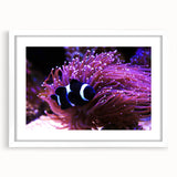Framed marine life wall art collection featuring vibrant fish designs with a white mat, ideal for ocean-themed decor and enhancing interior aesthetics.