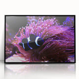 Framed acrylic wall art showcasing a vibrant marine life fish design in a sleek black frame, perfect for enhancing ocean-themed decor and adding color to any space.