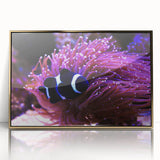 Framed acrylic wall art showcasing vibrant marine life fish design in gold, perfect for enhancing coastal-themed decor and adding a touch of elegance to any space.