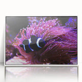 Framed wall art featuring a vibrant marine life fish design in a stylish white frame, perfect for ocean-themed decor, showcasing colorful aquatic creatures.