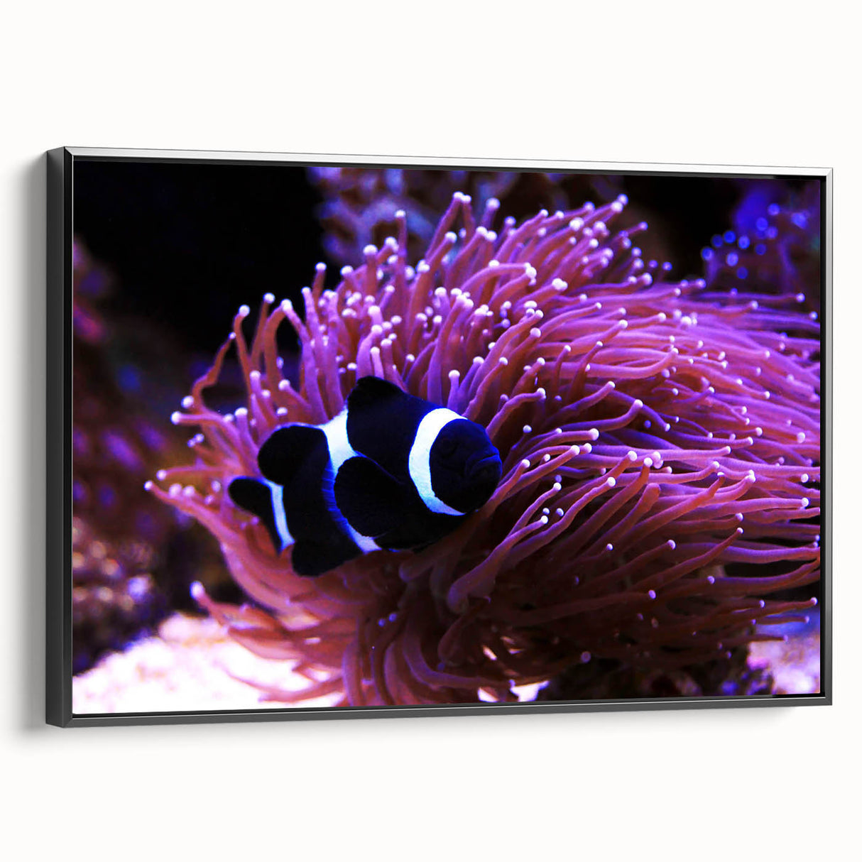 Framed canvas wall art showcasing a vibrant marine life fish design, featuring a black frame and side view perspective, ideal for ocean-themed decor.
