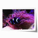 Vibrant marine life wall art design featuring a variety of colorful fish, ideal for ocean-themed decor, showcased as a rolled print in a protective tube.