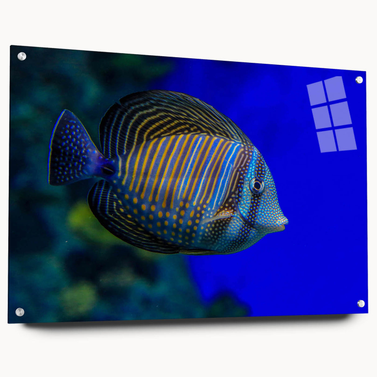 Side view of a vibrant marine life fish design wall art collection, showcasing colorful acrylic glass with pins, ideal for ocean-themed decor in homes or offices.