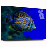 Acrylic wall art showcasing a vibrant marine life fish design in a side view, featuring intricate colors and details perfect for ocean-themed decor. Ideal for adding a touch of underwater beauty to any space.
