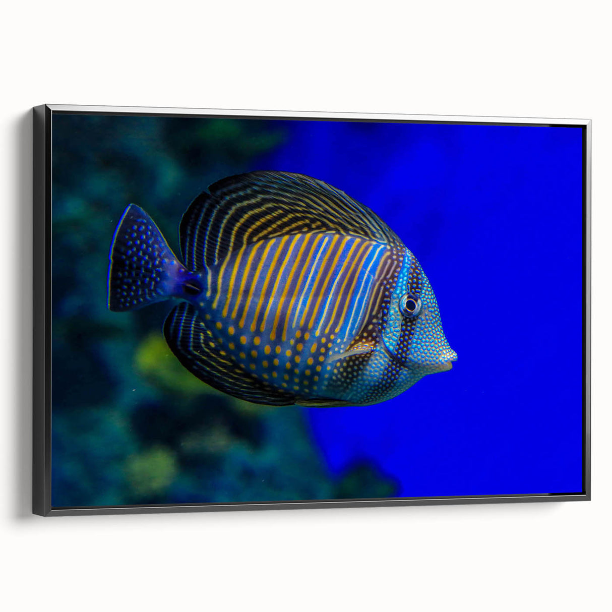 Framed canvas wall art showcasing a vibrant marine life fish design, featuring colorful aquatic species against a black background, ideal for ocean-themed decor.