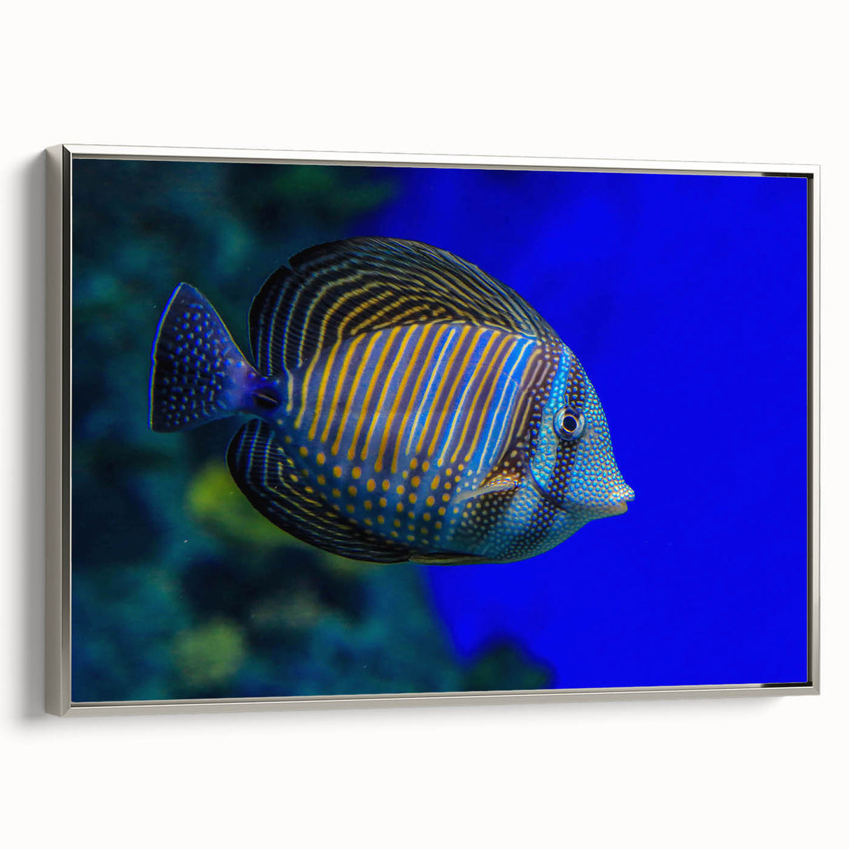 Framed canvas wall art showcasing a vibrant marine life fish design in silver frame, perfect for adding a contemporary touch to coastal home decor.