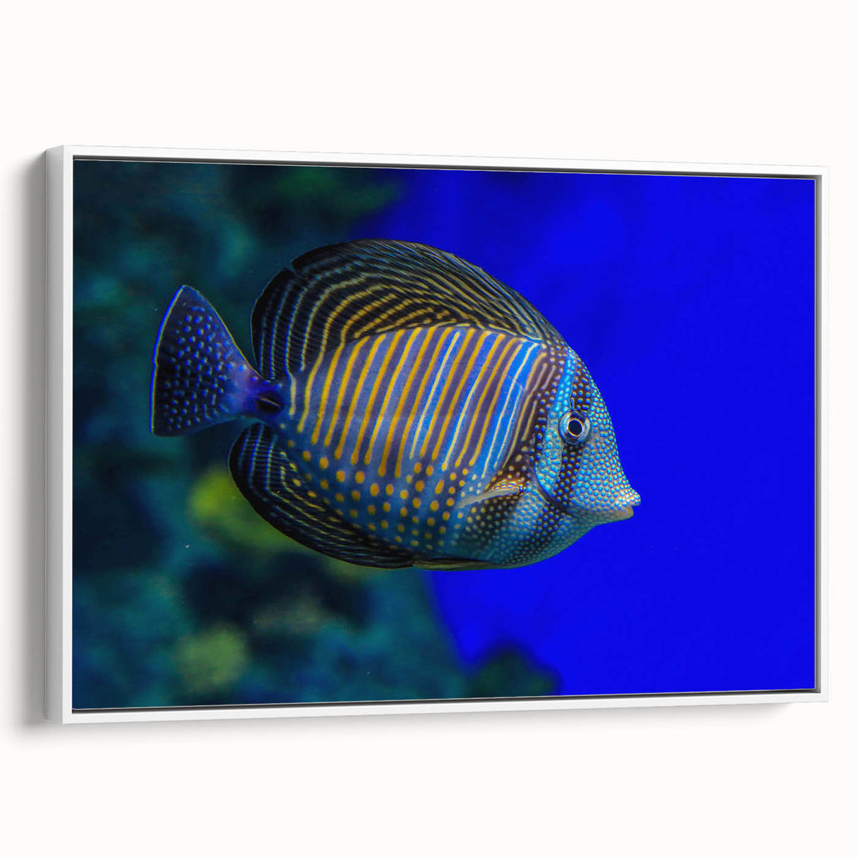 Framed canvas wall art featuring a vibrant marine life design with various colorful fish, displayed against a white background to enhance visual appeal. Perfect for ocean-themed decor.