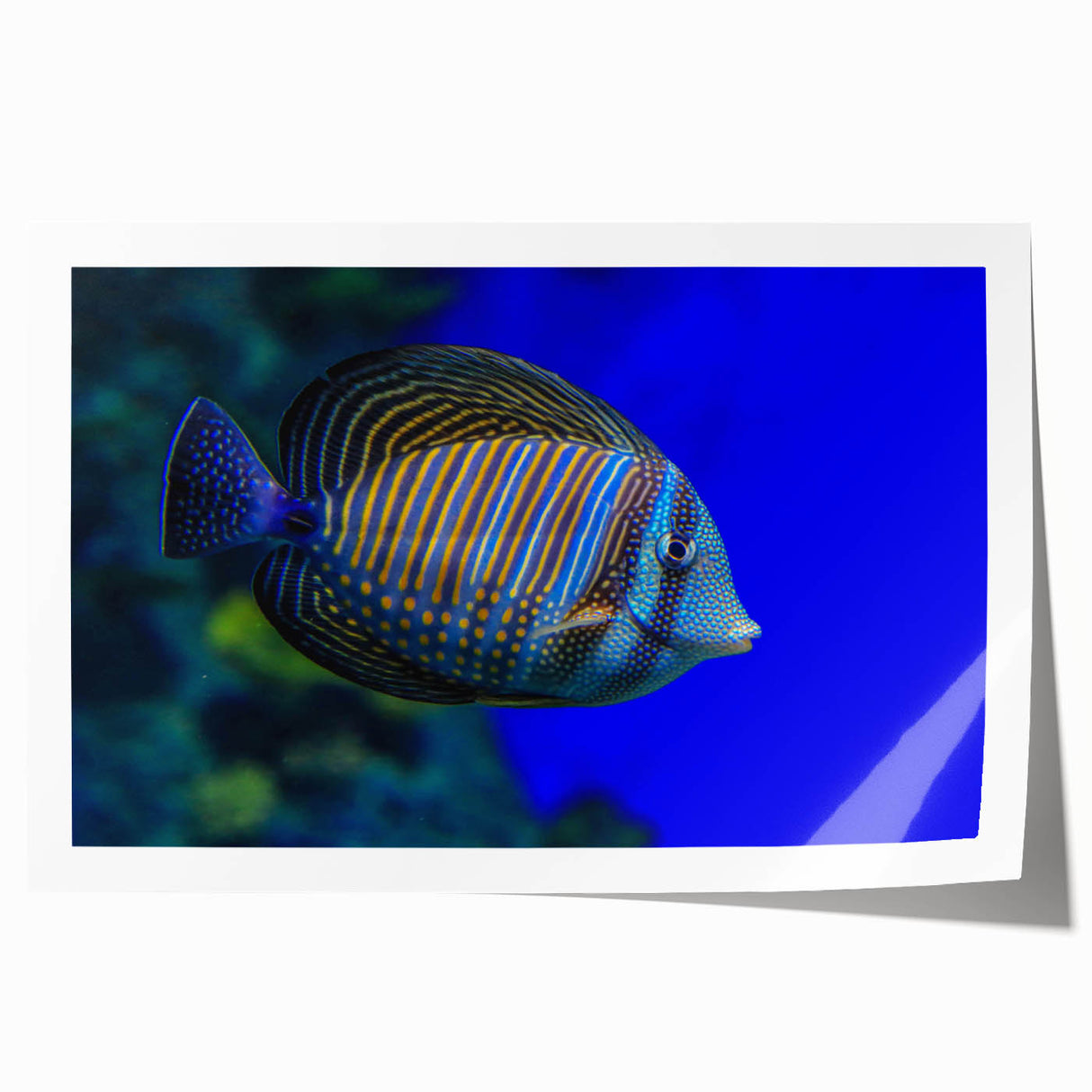 Vibrant marine life wall art print showcasing colorful fish designs on a textured background, ideal for ocean-themed decor in homes or offices.