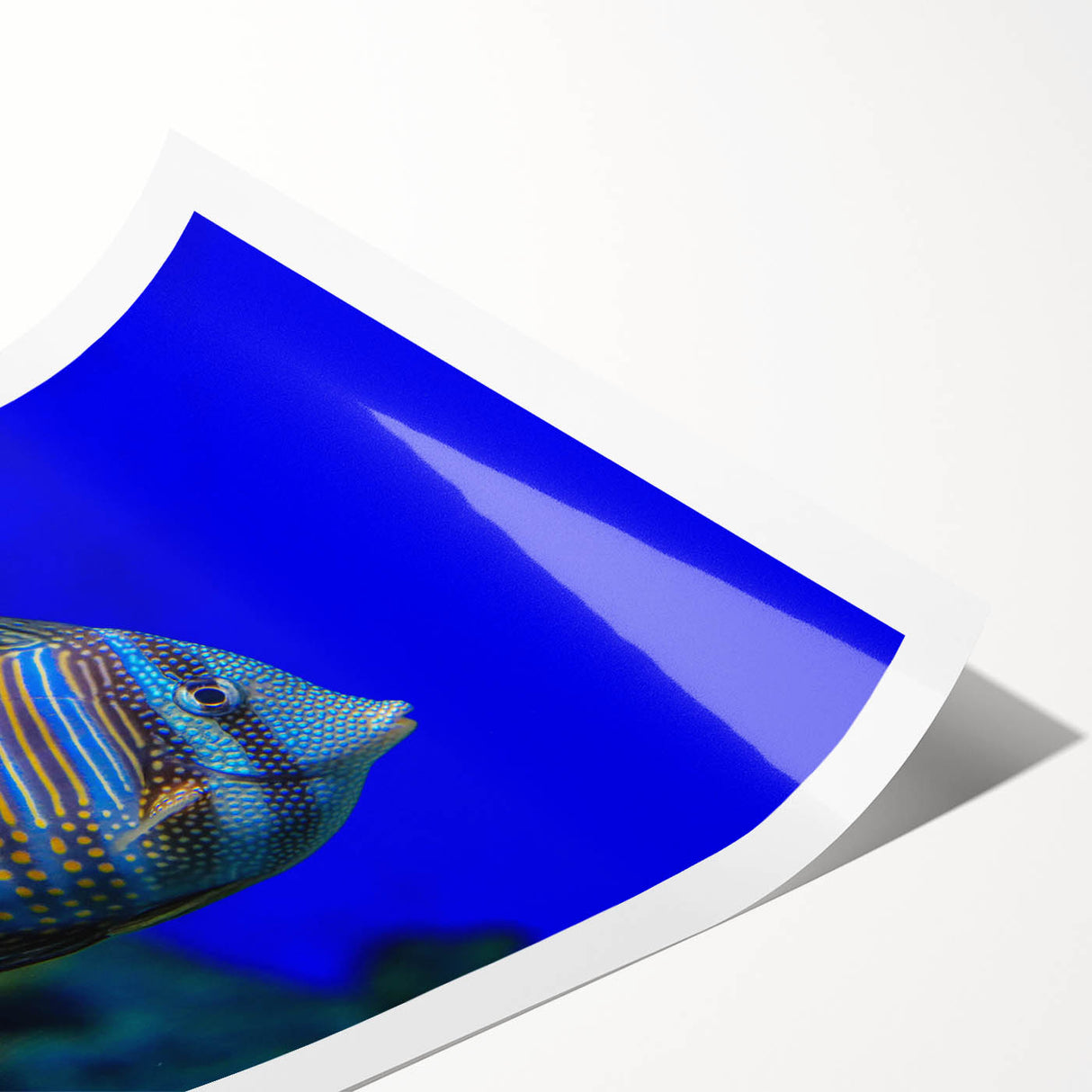 Colorful marine life fish design rolled wall art print showcasing vibrant aquatic motifs, ideal for ocean-themed decor, beautifully packaged for protection.