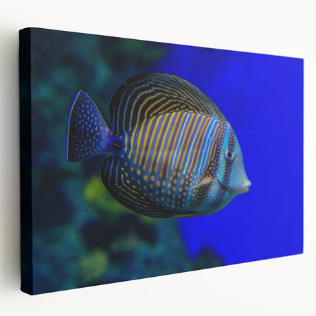 Colorful marine life fish design stretched canvas wall art, showcasing vibrant aquatic colors and intricate details, perfect for ocean-themed decor.