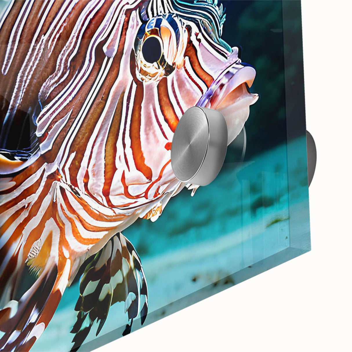 Vibrant close-up of a marine life wall art piece showcasing colorful fish designs on acrylic glass, perfect for enhancing ocean-themed decor in homes or offices.