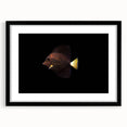Framed wall art featuring a vibrant marine life fish design, set in a sleek black frame with a mat, ideal for ocean-themed decor or aquatic enthusiasts.