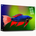 Colorful marine life wall art collection featuring vibrant fish designs printed on acrylic glass. Side view shows wall mount pins and a modern aesthetic, perfect for aquatic-themed decor.