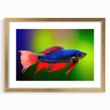 Elegant wall art collection showcasing a marine life fish design in a gold frame with a mat, perfect for coastal-themed decor. Ideal for ocean lovers and interior design enthusiasts.