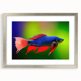 Framed wall art collection showcasing vibrant marine life fish designs, featuring a sleek silver frame and matting, perfect for ocean-themed decor.