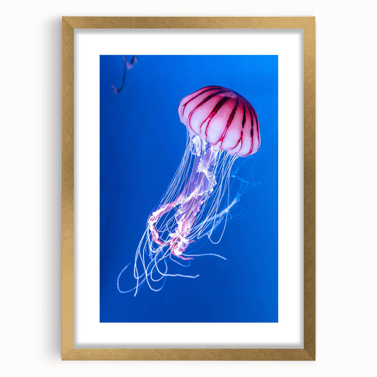 Framed wall art featuring a vibrant jellyfish design with gold accents, showcasing marine life in a sleek modern frame, perfect for home decor.