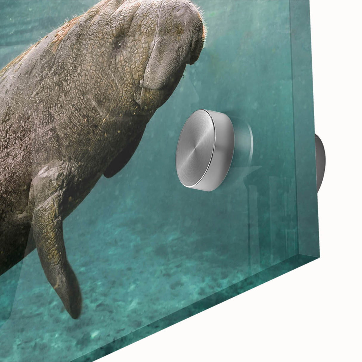 Close-up view of an acrylic glass wall art piece showcasing a vibrant marine life design featuring a manatee, with intricate details and colors that evoke oceanic themes.