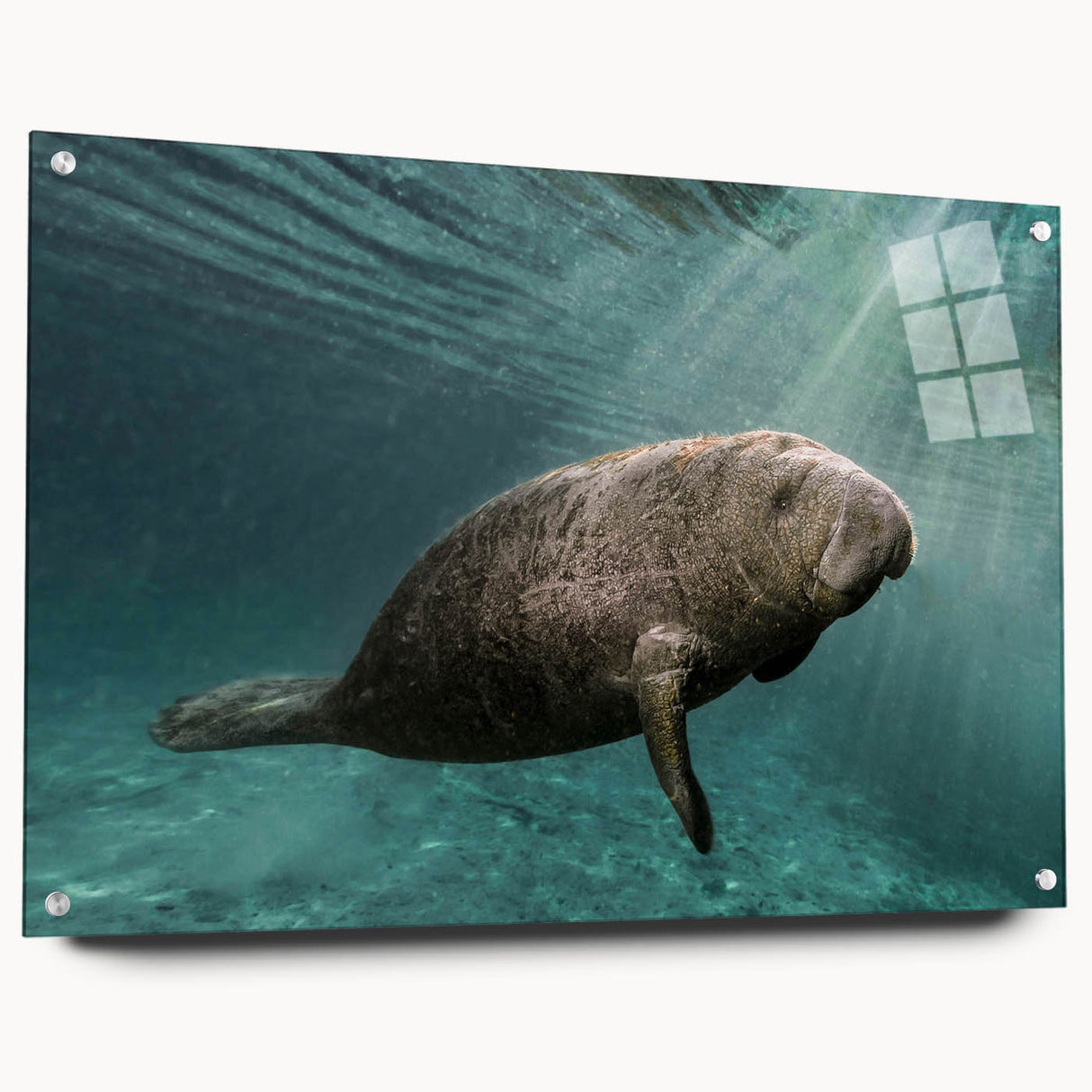 Acrylic wall art showcasing a vibrant marine life design featuring a manatee, displayed from a side view with visible mounting pins, perfect for ocean-themed decor.