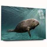Acrylic glass wall art collection showcasing a vibrant manatee design in a serene marine life setting, emphasizing ocean conservation and artistry. Perfect for home decor.