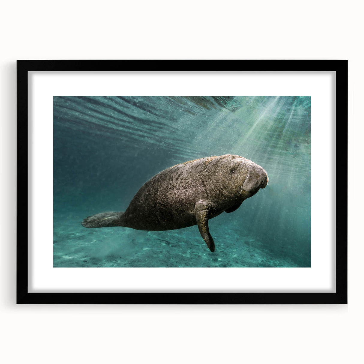 Black-framed wall art featuring a serene manatee design, showcasing vibrant marine life colors and intricate details, perfect for ocean-themed decor.