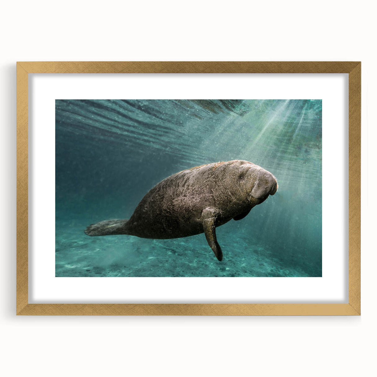 Framed wall art featuring a serene manatee design, showcasing vibrant marine life colors, elegantly matted and accented with a gold frame, perfect for ocean-themed decor.