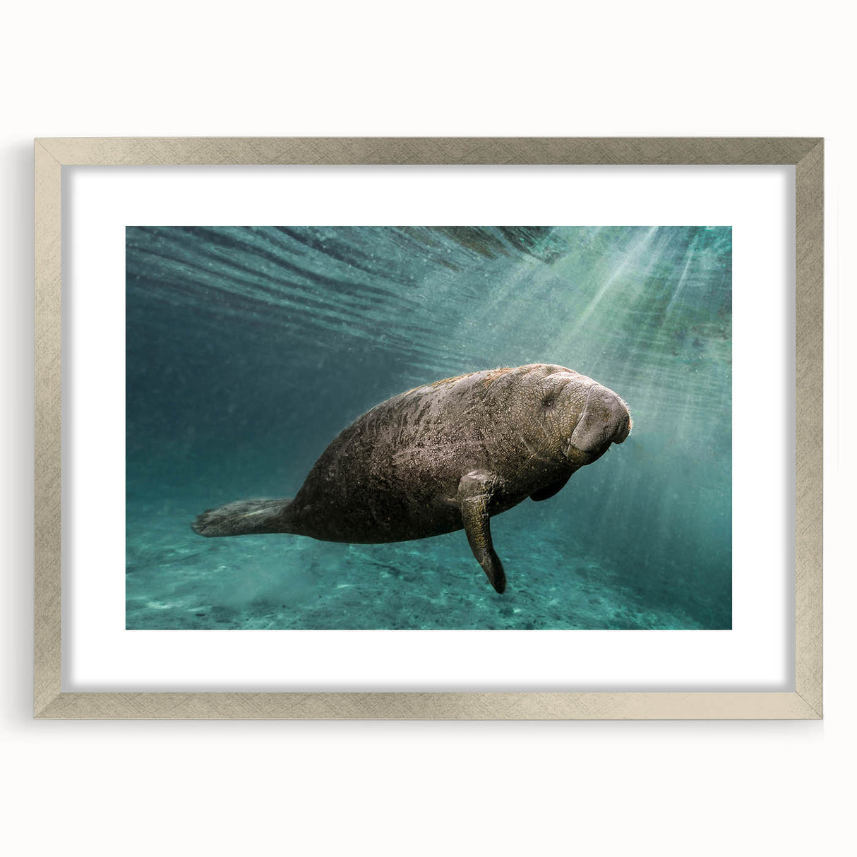 Framed wall art featuring a vibrant marine life design showcasing a manatee, set in a sleek silver frame with a mat, ideal for ocean-themed decor.