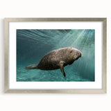 Framed wall art featuring a vibrant marine life design showcasing a manatee, set in a sleek silver frame with a mat, ideal for ocean-themed decor.