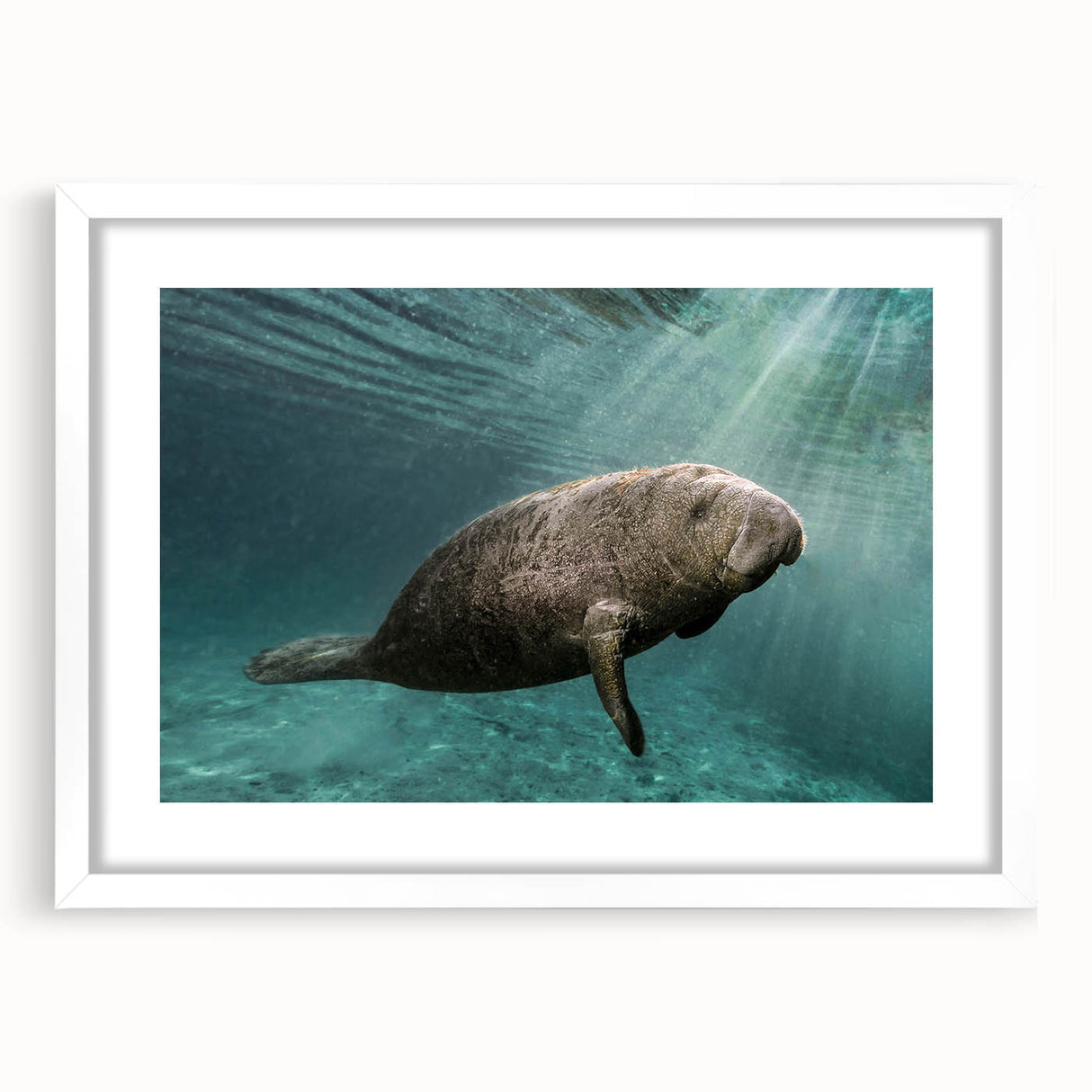 White-framed wall art featuring a vibrant marine life design with a manatee, showcasing oceanic colors and intricate details, perfect for aquatic-themed decor.
