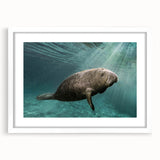 White-framed wall art featuring a vibrant marine life design with a manatee, showcasing oceanic colors and intricate details, perfect for aquatic-themed decor.