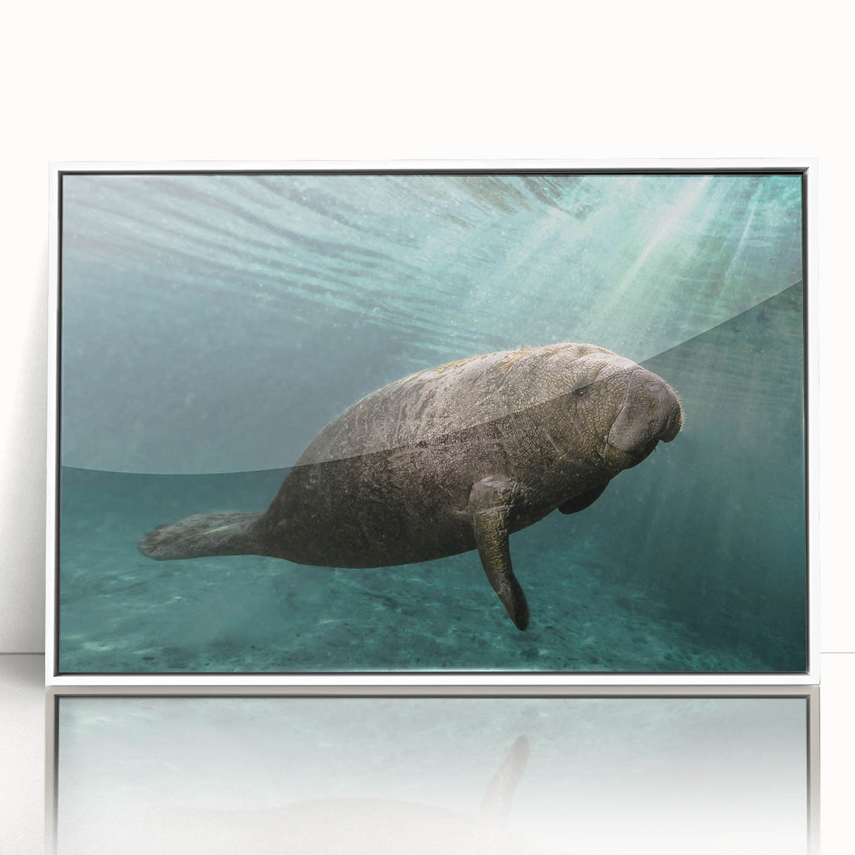 Framed acrylic wall art featuring a detailed marine life design showcasing a manatee, presented in a sleek white frame, perfect for ocean-themed decor.