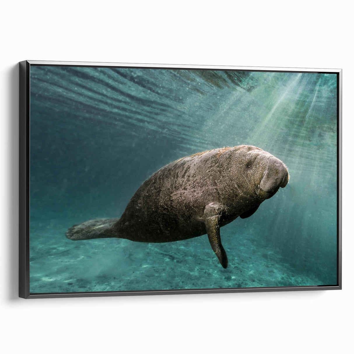 Framed canvas wall art featuring a serene manatee design in a marine life theme, displayed against a black background, perfect for ocean-inspired decor.