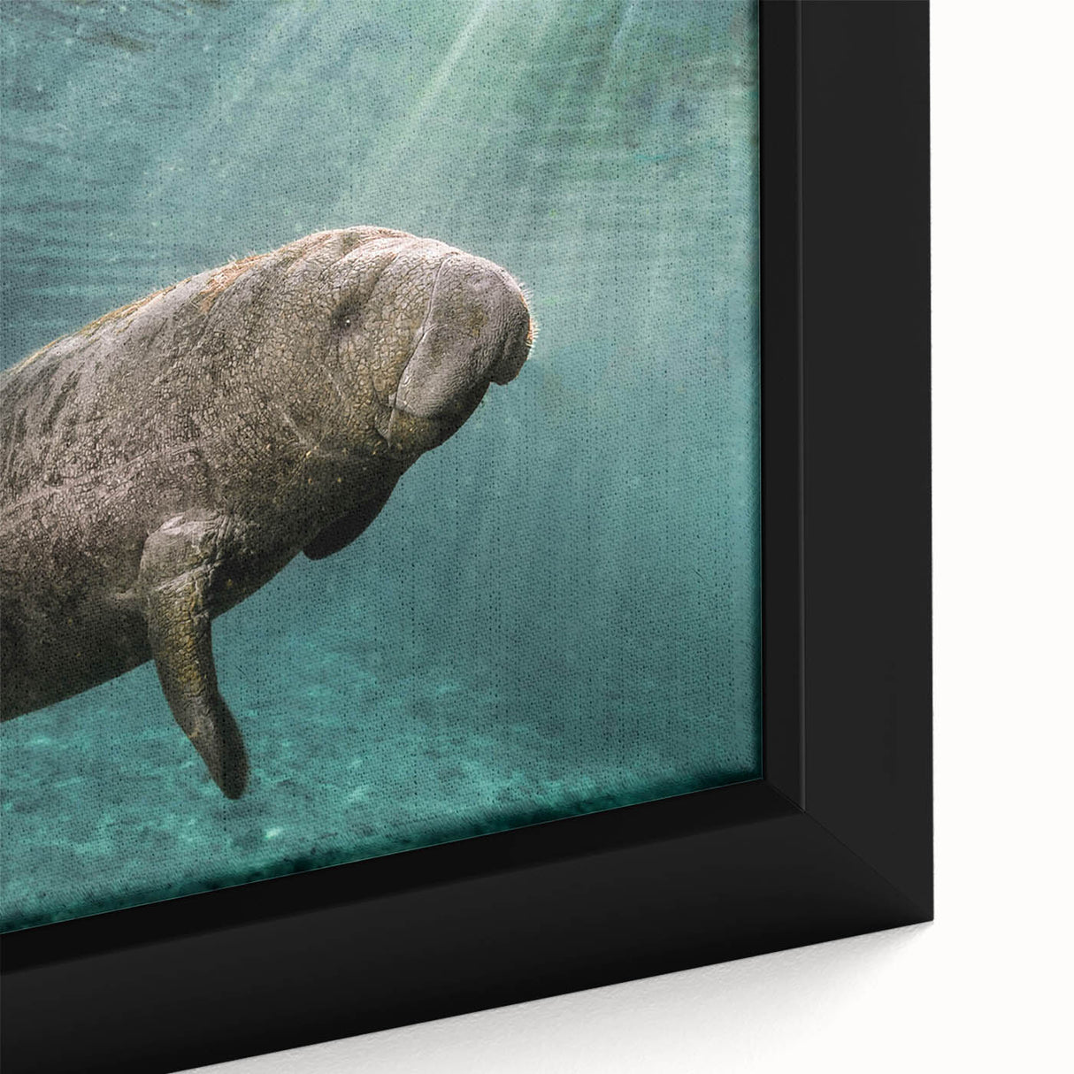 Framed canvas wall art showcasing a vibrant close-up design of a manatee surrounded by marine life, ideal for ocean-themed decor in homes or offices.