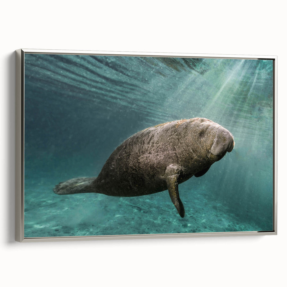 Framed canvas wall art depicting a serene manatee swimming in a vibrant underwater scene, featuring shades of blue and silver, perfect for marine life enthusiasts.
