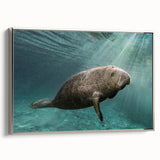 Framed canvas wall art depicting a serene manatee swimming in a vibrant underwater scene, featuring shades of blue and silver, perfect for marine life enthusiasts.