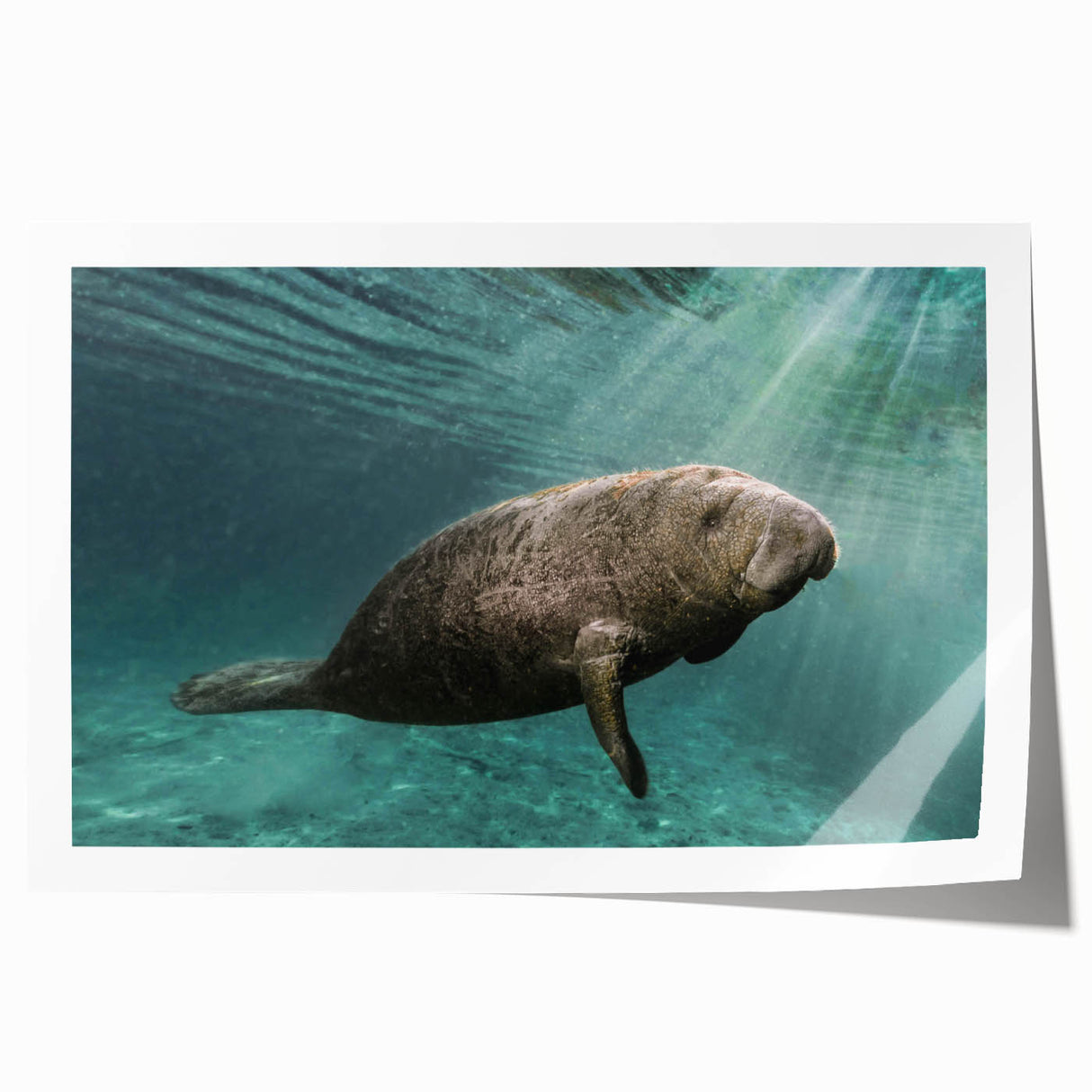 Vibrant wall art print showcasing a whimsical manatee design surrounded by marine life, ideal for ocean-themed decor, presented in a rolled format for easy framing.
