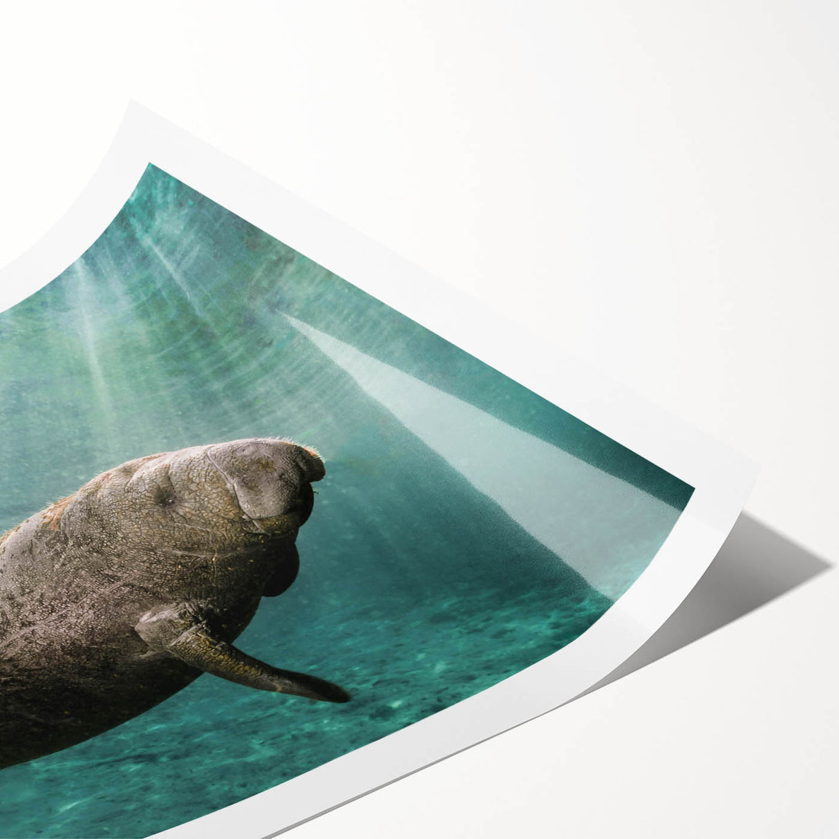 Vibrant wall art print featuring a serene manatee swimming among colorful marine life, showcasing intricate details and oceanic hues, ideal for coastal decor.
