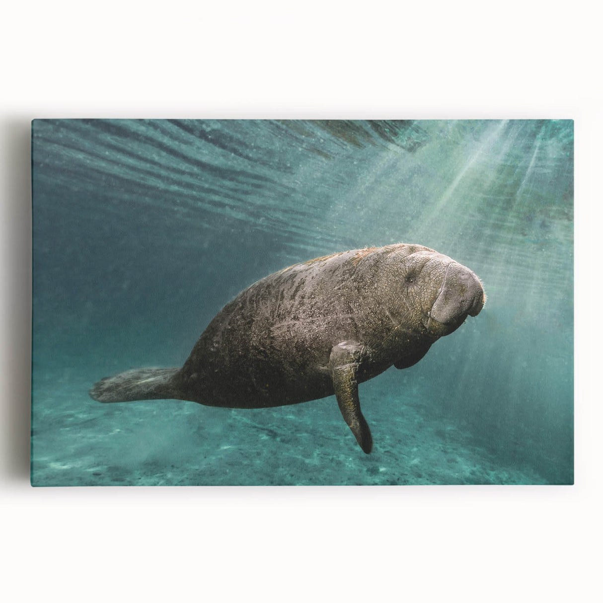 Vibrant stretched canvas wall art depicting a serene manatee swimming in a colorful marine environment, perfect for coastal-themed decor and ocean lovers.