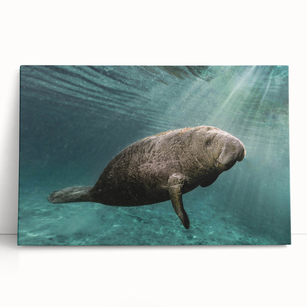Stretched canvas wall art featuring a vibrant marine life design showcasing a serene manatee amidst colorful underwater plants, ideal for ocean-themed decor.
