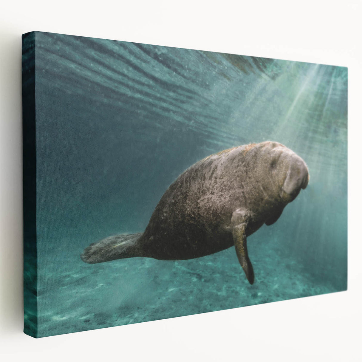 Stretched canvas wall art showcasing a vibrant marine life design featuring a manatee, with rich colors and intricate details, perfect for ocean-themed decor.