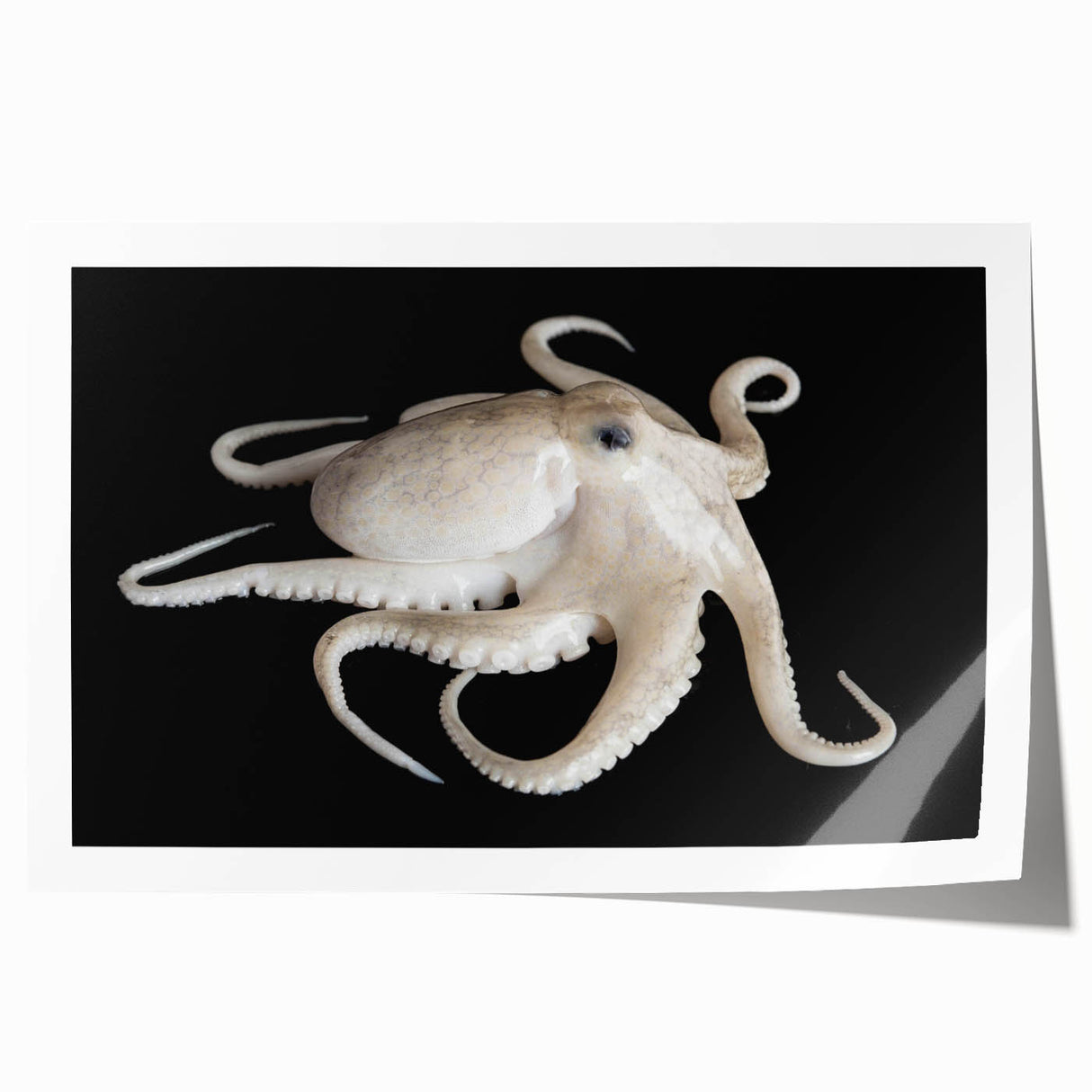 Colorful octopus wall art print showcasing intricate marine life details, perfect for home decor, emphasizing ocean themes and vibrant hues. Rolled for easy shipping.