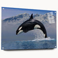 Orca-themed wall art design displayed in acrylic glass, showcasing vibrant marine life colors and intricate details, ideal for ocean-inspired decor.