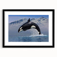 Black-framed wall art featuring a striking orca design, highlighting marine life with vibrant colors and intricate details, perfect for ocean-themed decor.