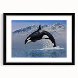 Black-framed wall art featuring a striking orca design, highlighting marine life with vibrant colors and intricate details, perfect for ocean-themed decor.