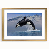 Framed wall art featuring a stunning orca design, presented with a gold mat and elegant frame, perfect for marine life enthusiasts and home decor.