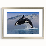 Framed wall art featuring a striking orca design, showcasing vibrant marine life colors in a sleek silver frame, perfect for ocean-themed decor.